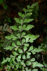 Lindsaea trichomanoides. Mature 2‑pinnate frond.
 Image: L.R. Perrie © Leon Perrie 2015 CC BY-NC 3.0 NZ
